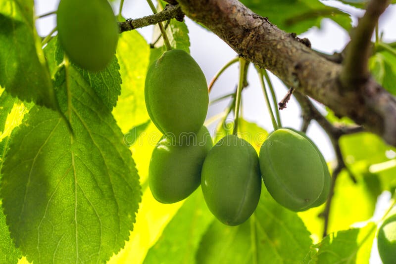 Green plums on the tree stock image. Image of juicy 115251203