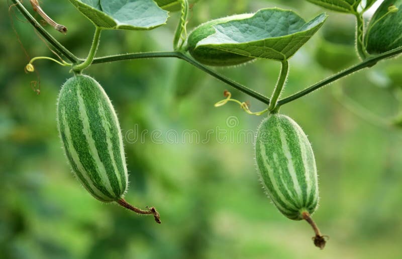 Green Pointed Gourd in Vegetable Garden Stock Image Image of