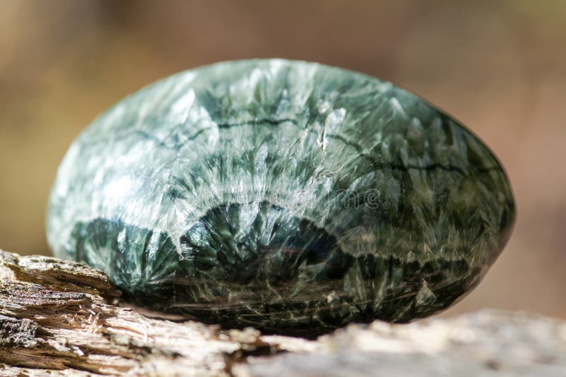 Green polished Seraphinite specimen from Eastern Siberia in Russia on fibrous tree bark in the forest. Gem quality clinochlore of the chlorite group.