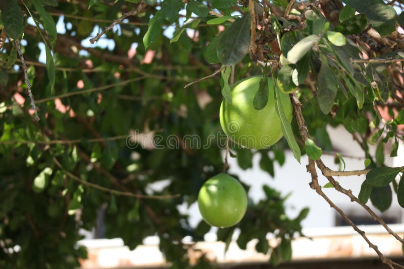 Green Pomelo Growing on the Tree. Organic Fruit Concept Stock Image