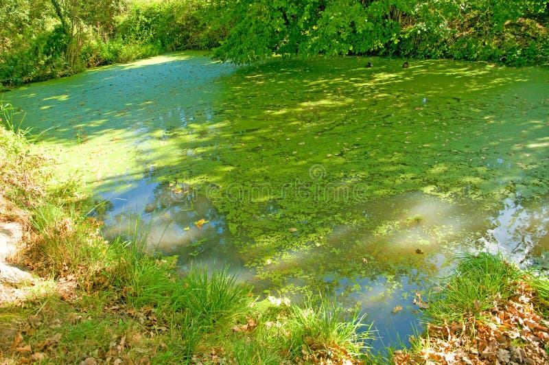 The green pond stock image. Image of nature, landscape 12508915