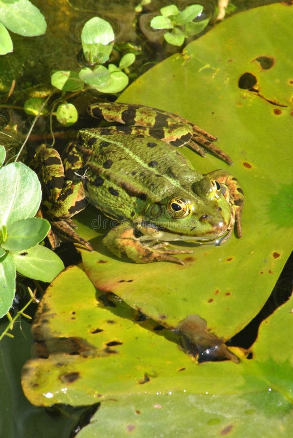 green pond żaba