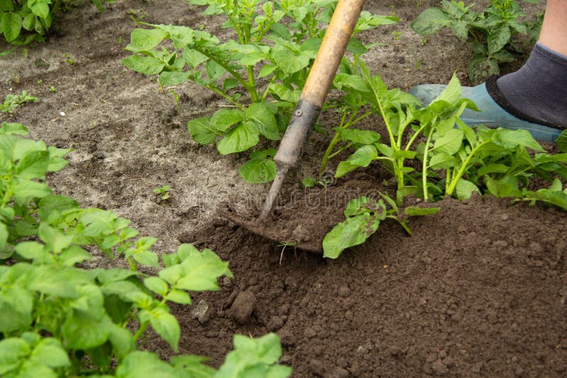 The Green Potato Plant is Handpumped in the Backyard. Caring for