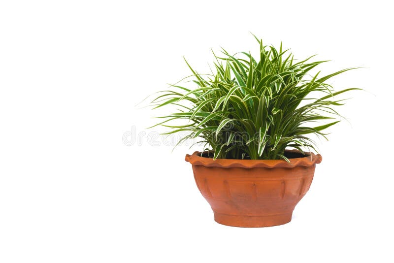 Green potted plant, trees in the pot isolated on white royalty free stock photo Green potted plant, trees in the pot isolated on white royalty free stock photo