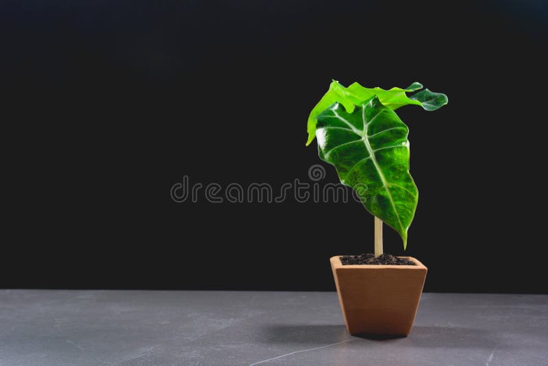 Green potted plant, trees in the pot on table stock image Green potted plant, trees in the pot on table stock image