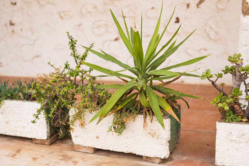 Green Potted Plants in Beautiful Pot Outdoor Stock Photo Image of