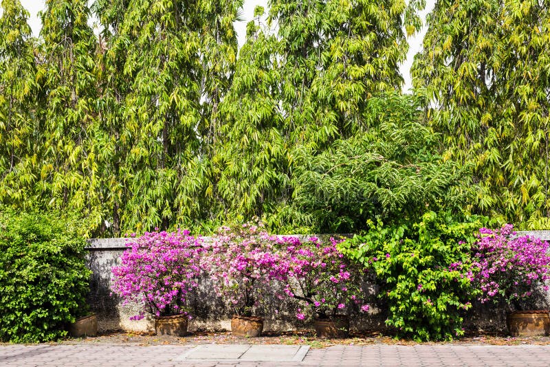 Green potted plants stock image. Image of outdoor, nature 72681369