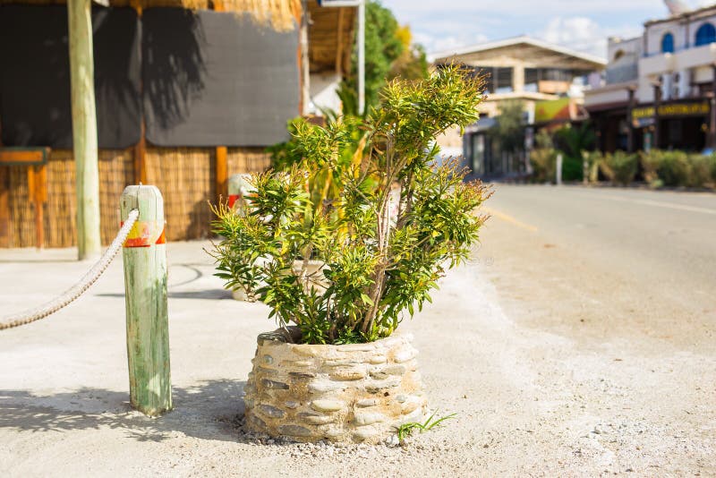 Green Potted Plants Outdoor Stock Photo Image of closeup, door 90722706