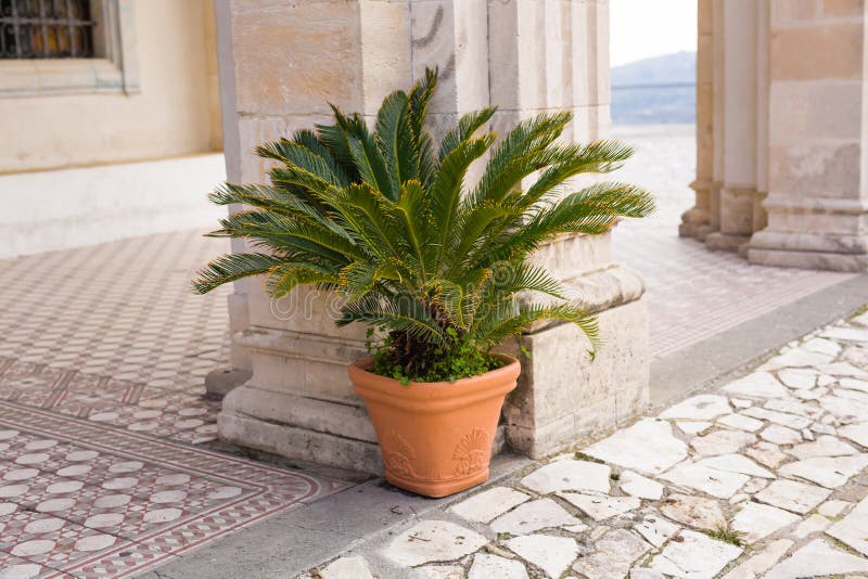 Green Potted Plants Outdoor Stock Image Image of nature, gate 90724445