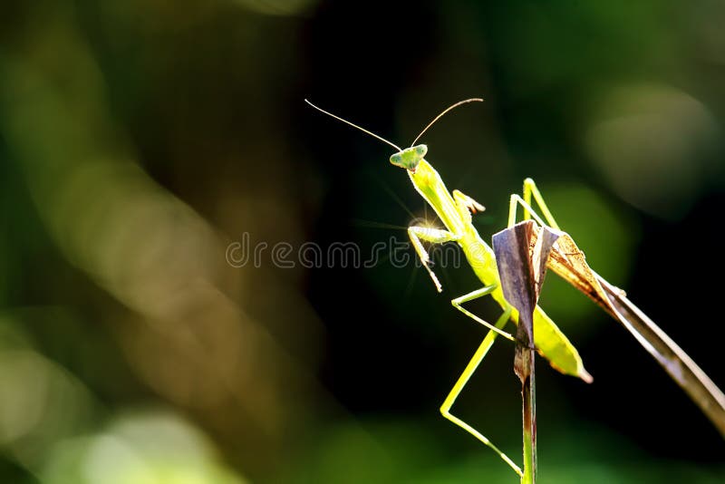 Green praying mantis