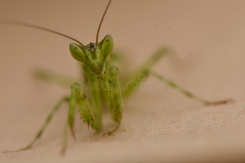 128 Praying Mantis Jumping Stock Photos Free & RoyaltyFree Stock Photos from Dreamstime