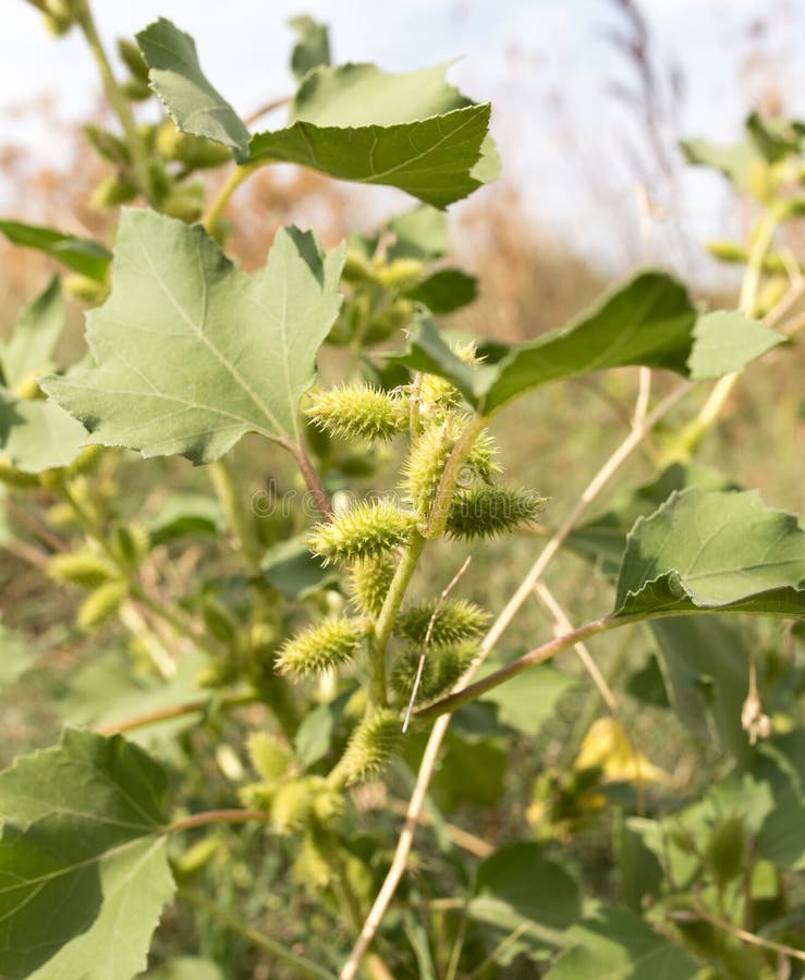 A Green Prickly Plant in Nature As a Background Stock Photo Image of