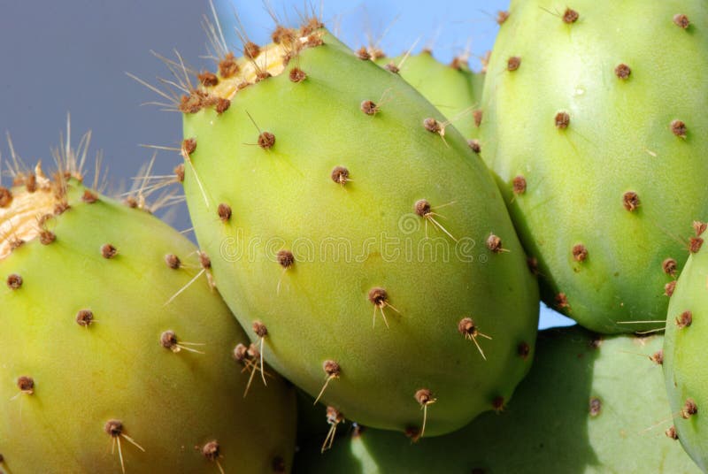 Green Prickly Pears Cactus Royalty Free Stock Image Image 18626216