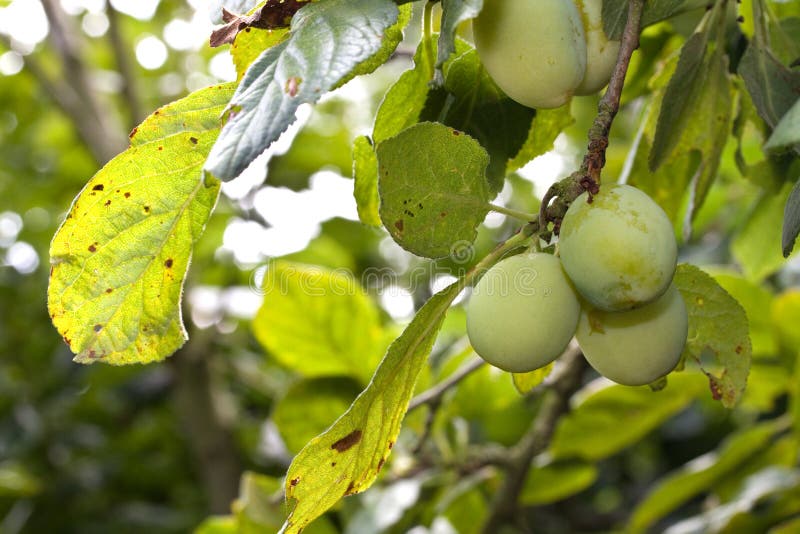 free download prunes tree free download prunes tree
