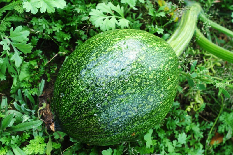 Watermelon and a Pumpkin Cross Stock Photo Image of autumn, farm