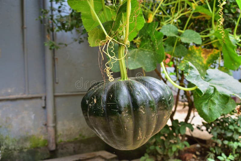 Green Pumpkin Vegetable Growing on a Pumpkin Plant Stock Photo Image