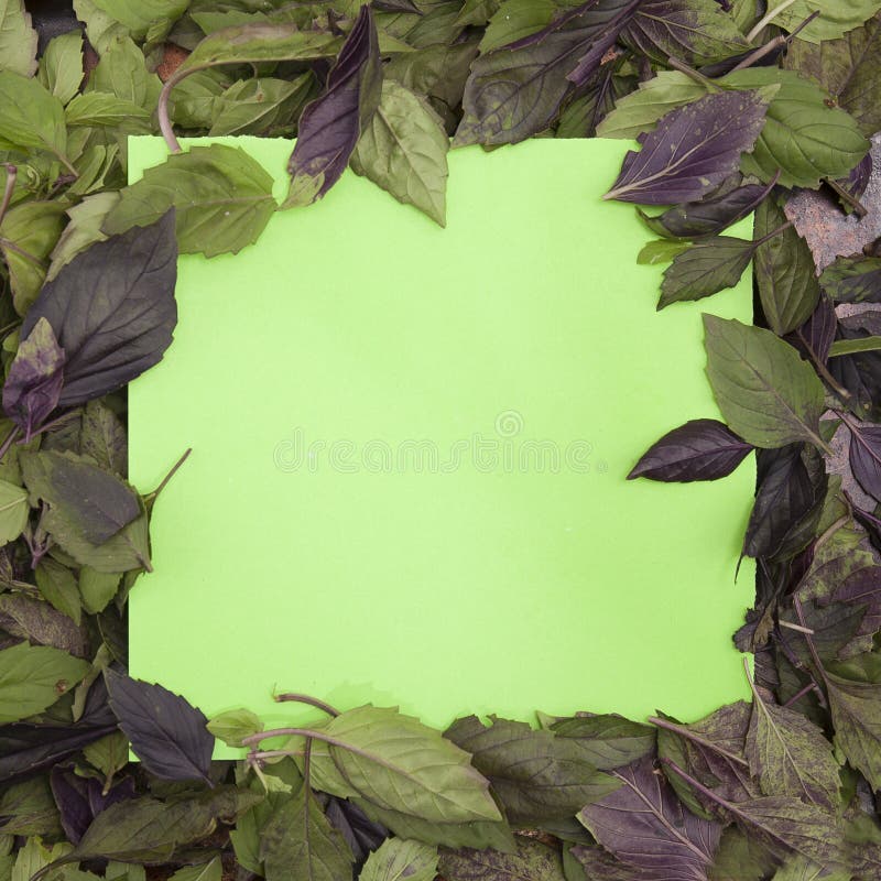 Green and Purple Basil Leaves Prepared for Drying,, Stock Photo Image