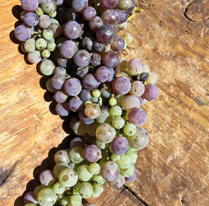 Green and purple grapes stock image. Image of closeup 16529229