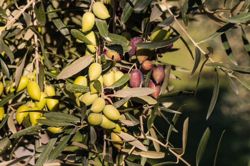Green and Purple Olives on Olive Tree Stock Image Image of organic