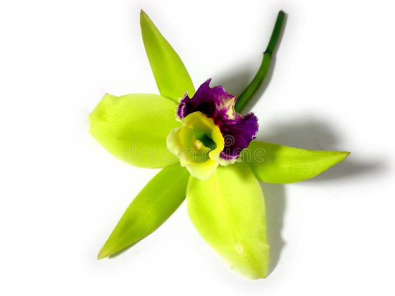 Verde a púrpura orquídea de cerca.