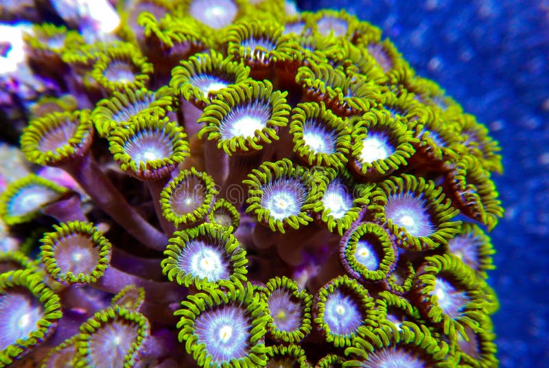 Green, purple and white zoanthid corals