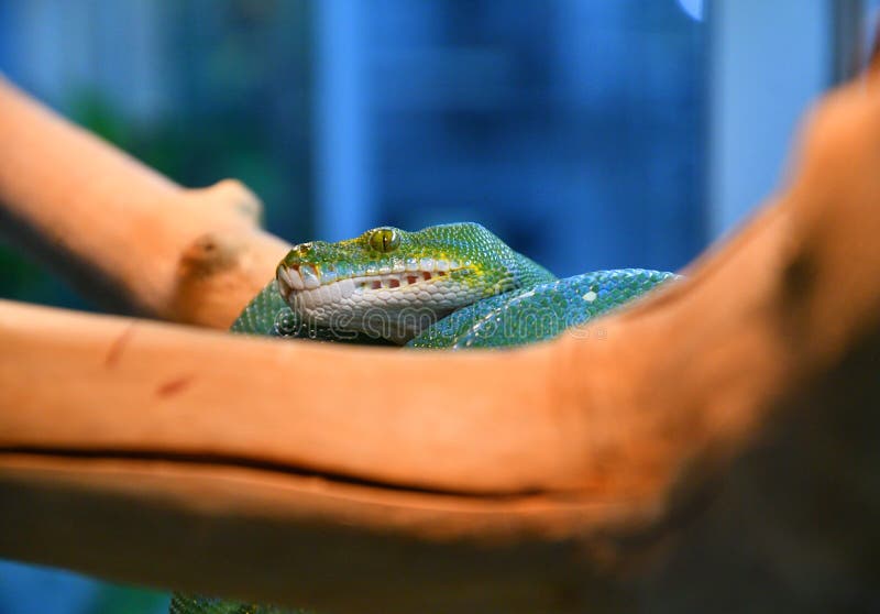 Green Python, or Tree Python Lati. Morelia Viridis Stock Photo - Image