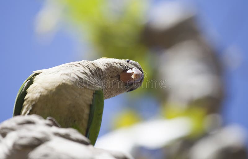 Green Quaker Parrot stock photo. Image of positive, feathers 55790842
