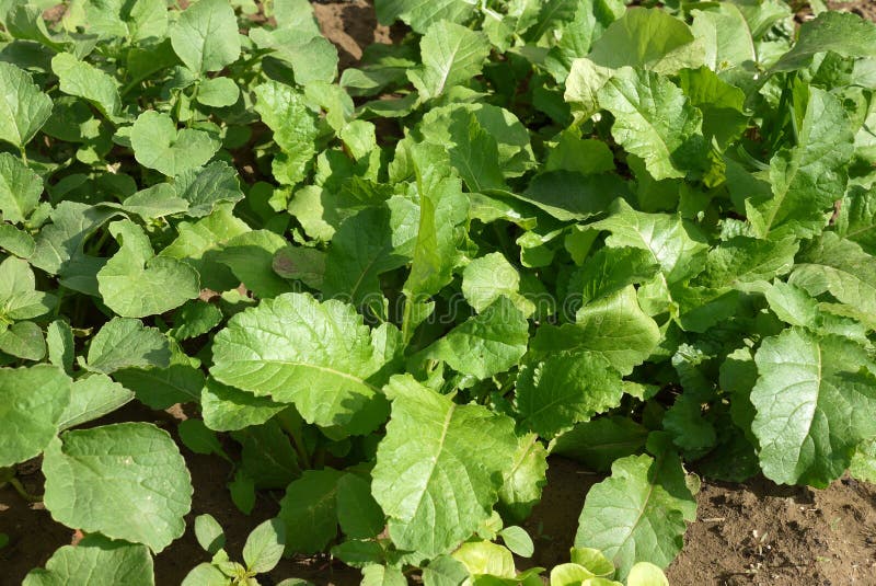 Green Radish Leaves, Fresh Radish Planted in the Garden Stock Image
