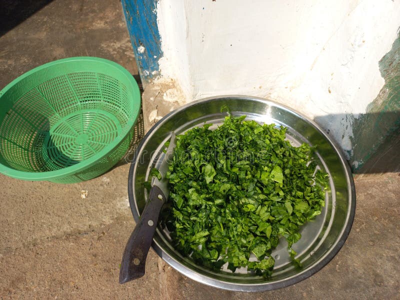 Green Radish Raw Green Greens in Green Plastic Stock Image Image of