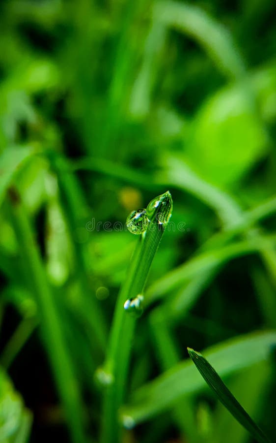 Green rain drop wallpaper stock photo. Image of green 186403414
