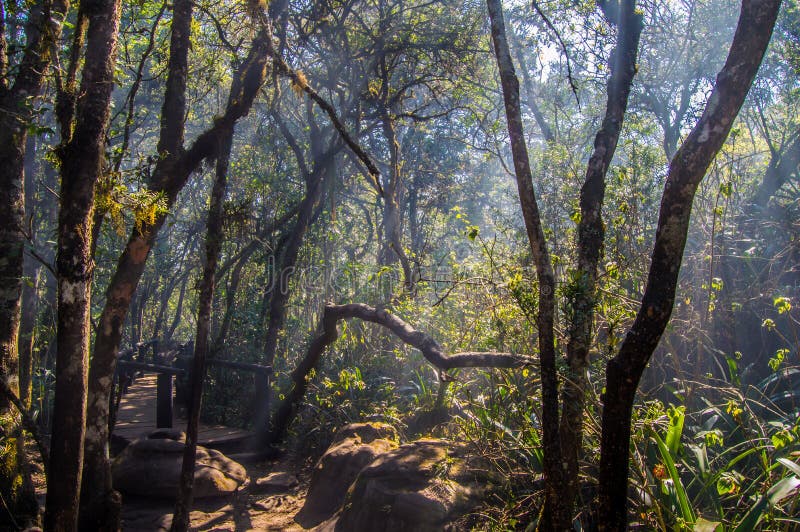 Green Rain Forest in South Africa Stock Photo Image of deciduous