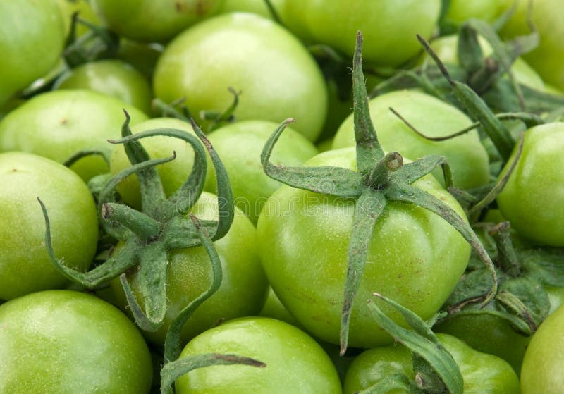 Green raw tomato stock image. Image of freshness, white 16801093