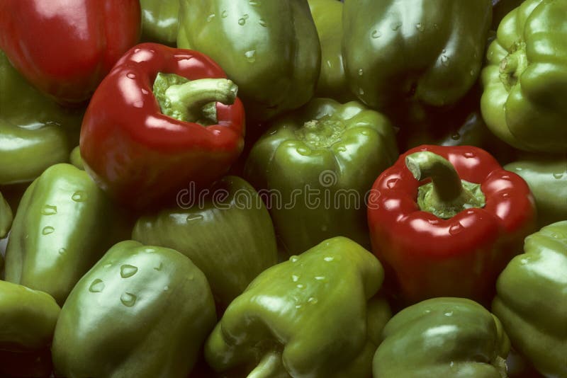 Red Bell Peppers in a Greenhouse Stock Image Image of nursery, color