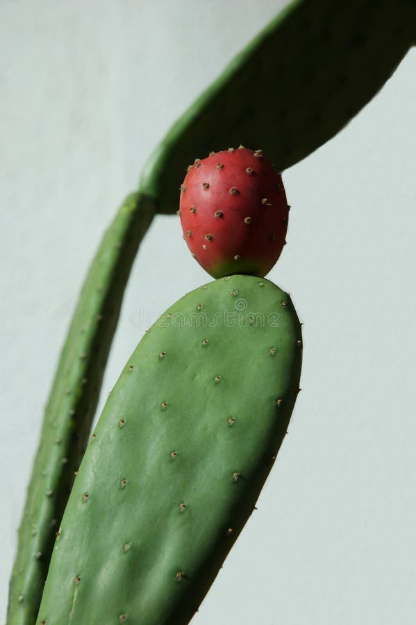 Green and red cactus royalty free stock photo Green and red cactus royalty free stock photo