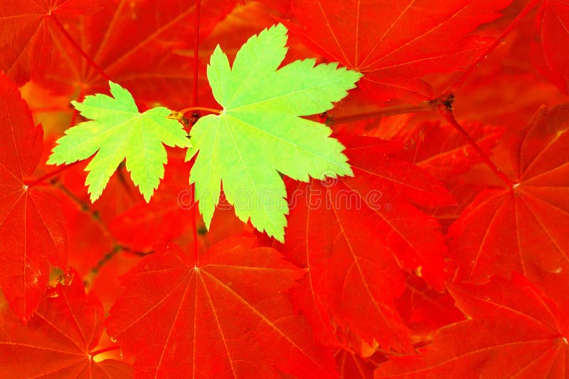 Green and red contrasting maple leaves