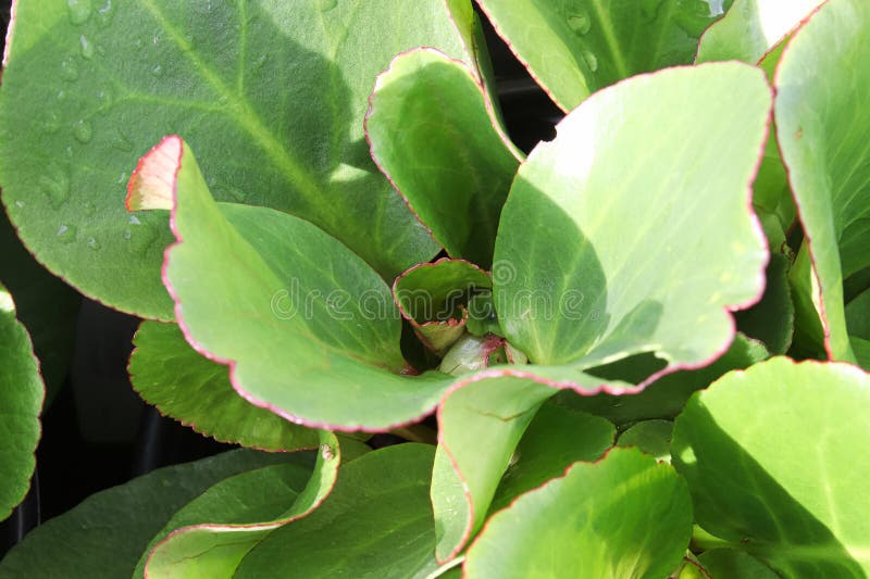 Green and Red Edges Leaves of a Bergenia Plant Stock Image Image of