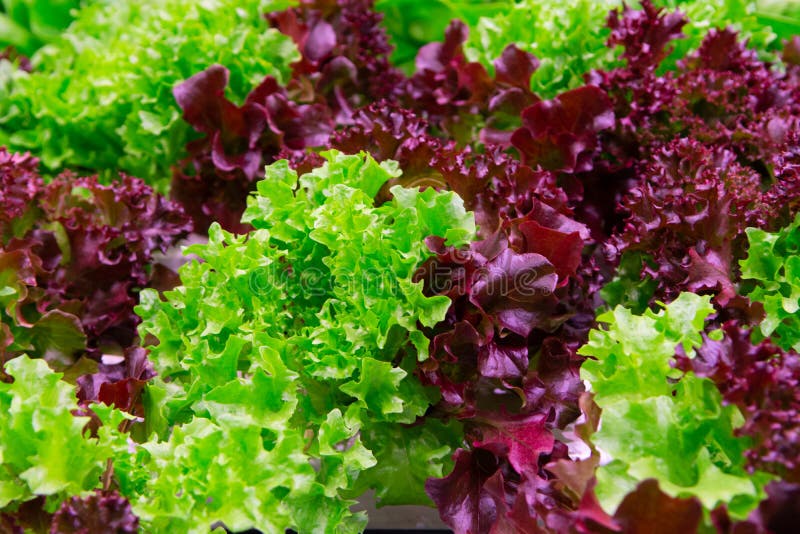 Green and Red Fresh Oak Lettuce Ready To Harvest Stock Photo Image of