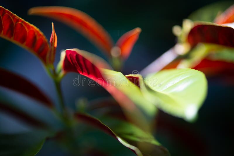 Green Red Leaf with Blured Background Stock Photo Image of blur