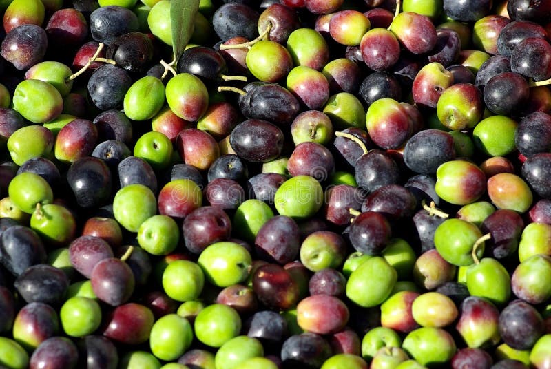 Green and red olives