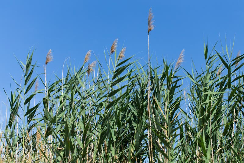Green reeds. stock photo. Image of fresh, natural, plant - 110221616