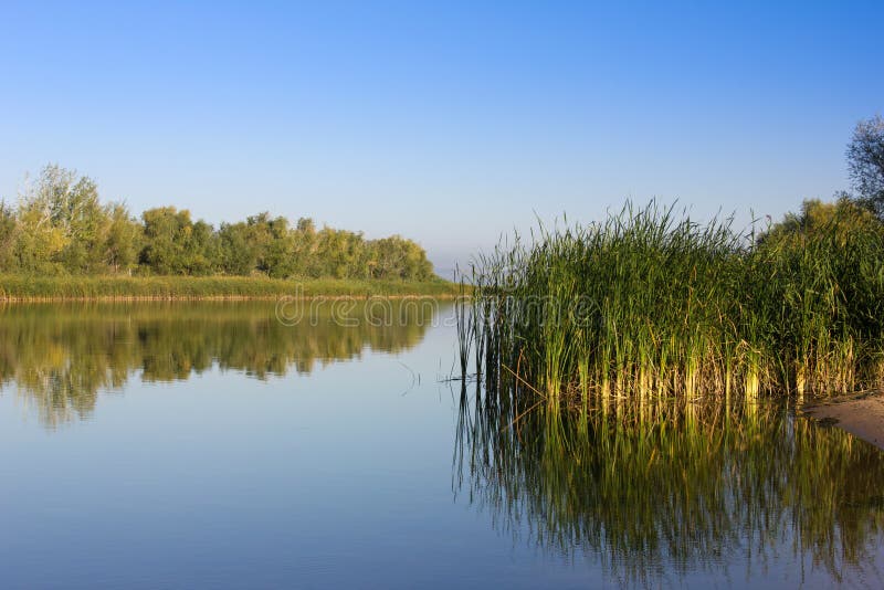 Green Reeds on the River Bank. Calm River in the Early Morning Stock ...