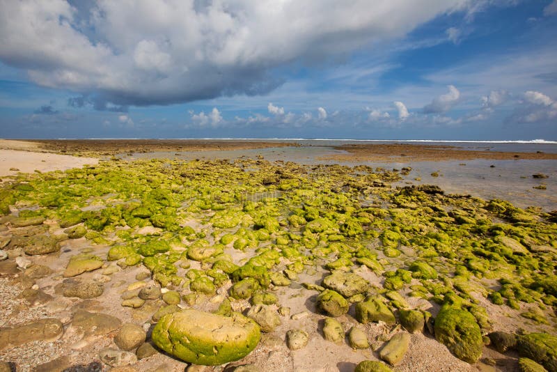 Green reef at low tide royalty free stock photography Green reef at low tide royalty free stock photography