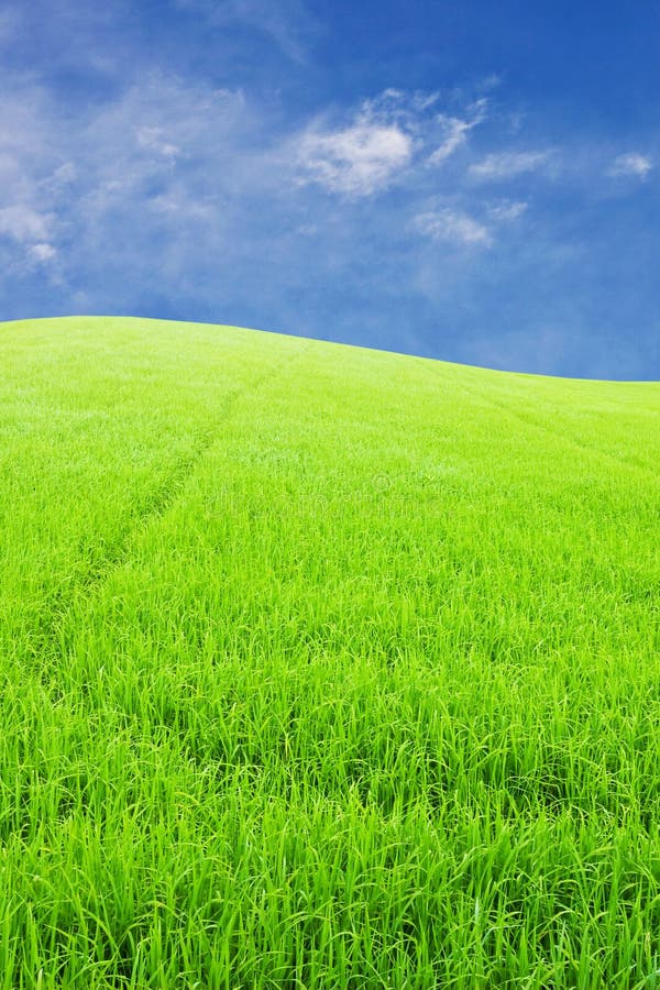 Green rice farm on cloud blue sky