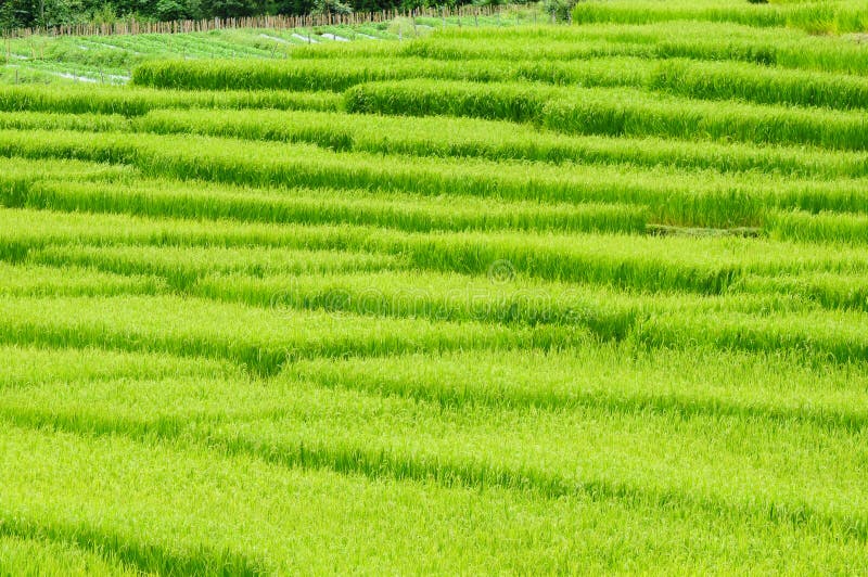 Green rice field