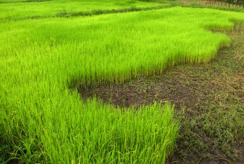 Green rice field stock image. Image of green, farm, agriculture 25915867