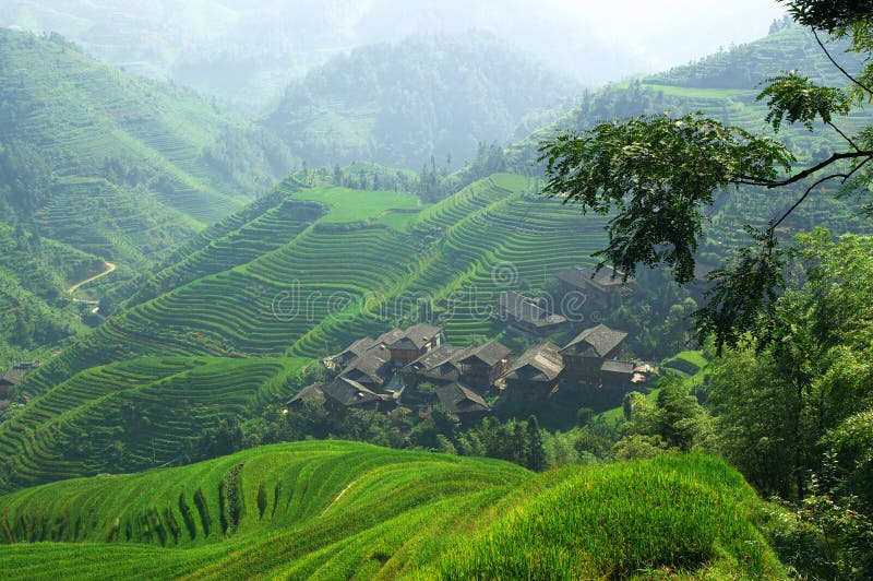 Green rice field