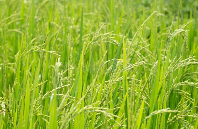 Green rice field stock image. Image of cereal, fields 49738171