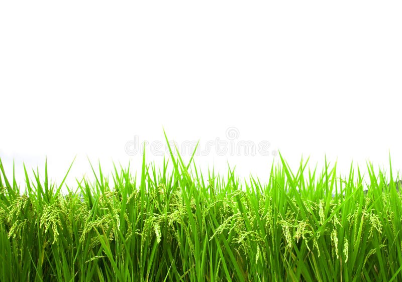 1,710 Green Rice Field Isolated White Background Stock Photos - Free &  Royalty-Free Stock Photos from Dreamstime