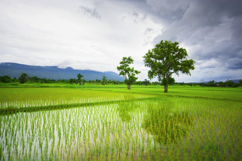 1,893 Rice Field Way Green Field Background Stock Photos - Free &  Royalty-Free Stock Photos from Dreamstime