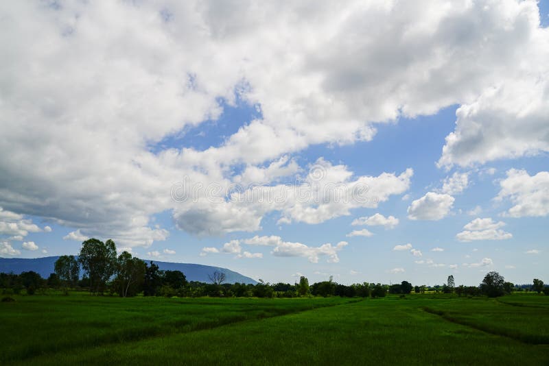Zelené rýžové pole s pozadím hor pod modrou oblohou.